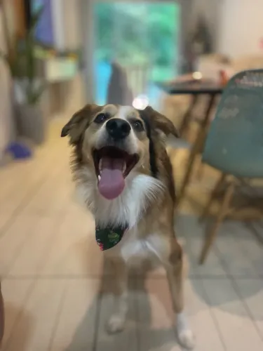 Border collie macho 