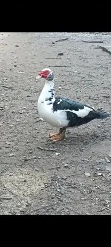 Pato