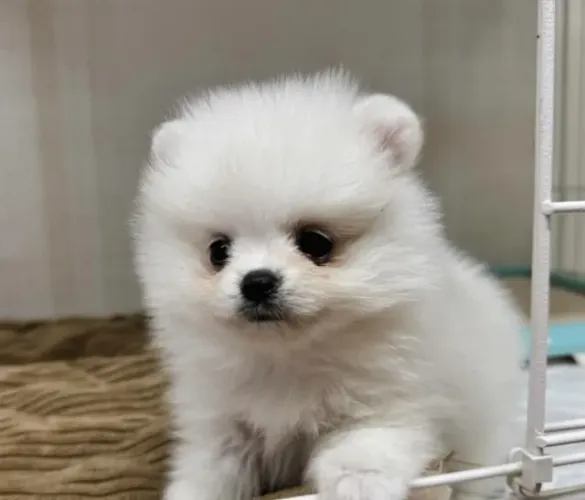 Filhote Spitz Alemão pronto para fazer parte da família
