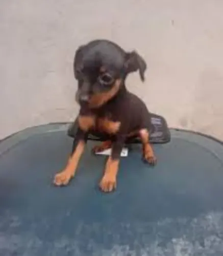 Pinscher n 2 femea disponível 