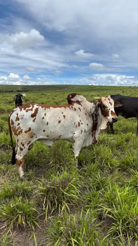 TOURO NELORE PINTADO VERMELHO 3,5 ANOS