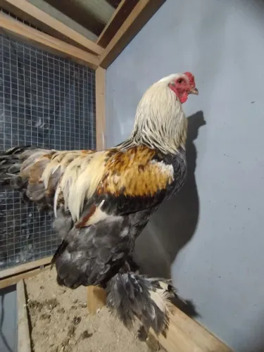 Galo reprodutor Brahma 6/7 meses