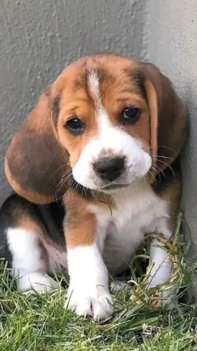 Beagle O parceiro perfeito para dias felizes e tranquilos