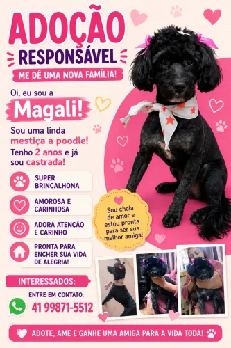 Doa se mestiça a poodle fêmea 