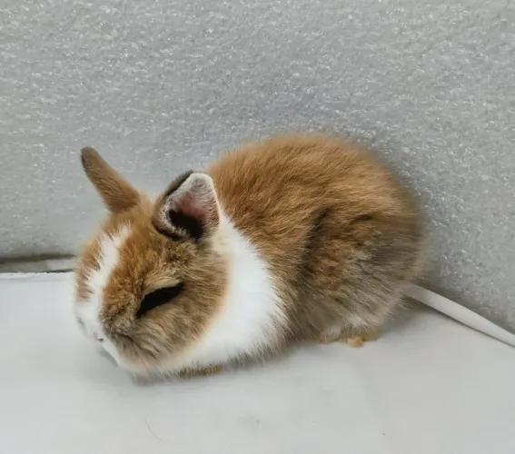 Mini Coelhos Filhotes com 30 dias de vida