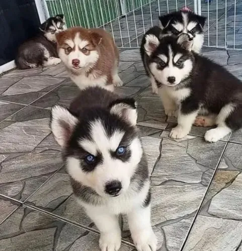 Husky Siberiano Pequeno, mas o amor é gigante