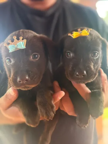 Labrador Chocolate | Quer saber sobre saúde e vacinas ? Me chama no WhatsApp