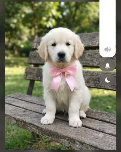 Golden retriver 