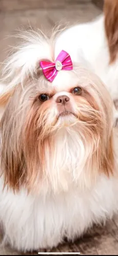 Shih tzu filhotes pedigree CBKC