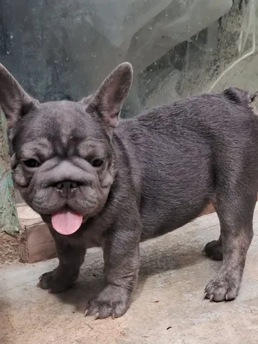 Bulldog big roupe macho a pronta entrega