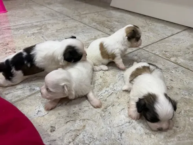 Cachorro Lhasa Apso. 