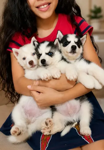 Lindos Filhotes de Husky