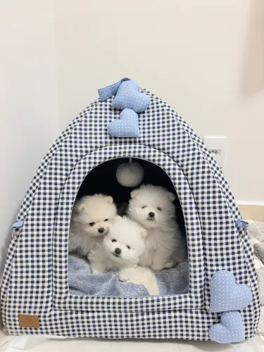 Spitz Alemão Anão