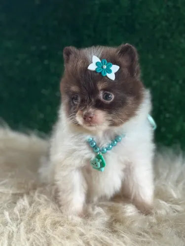 Lulu da Pomerânia anão chocolate 