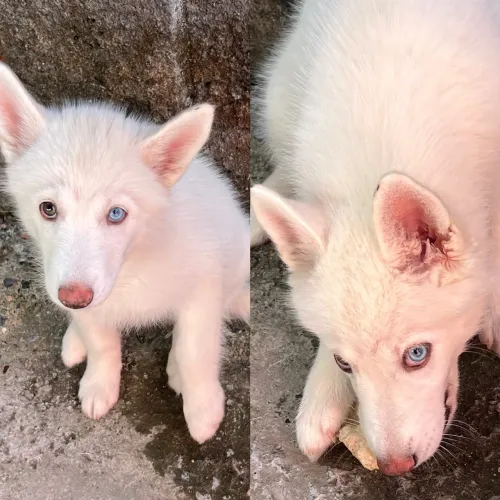 Filhote Husky Puro Olho Bicolor