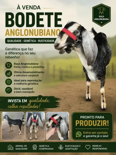 Bode / Bodete - Reprodutor anglonubiano puro