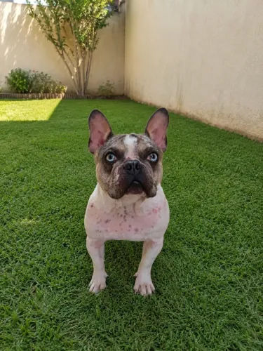 CACHORRO BUDOGG FRANCÊS MACHO