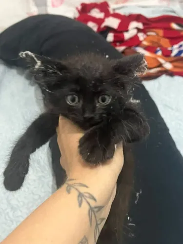 Adoção de gatinhos