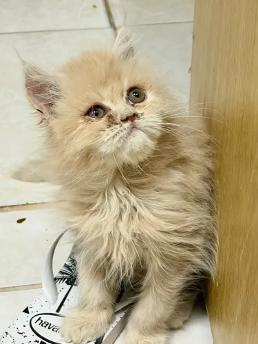 Gato persa