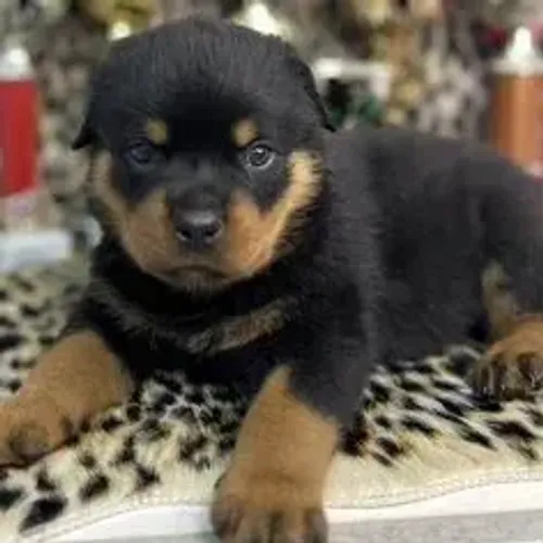 Rottweiler,Rottweiler Filhote Top Padrão da Raça