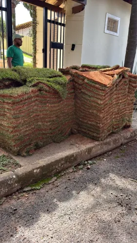 GRAMA ESMERALDA E BATATAIS DISPONÍVEIS 