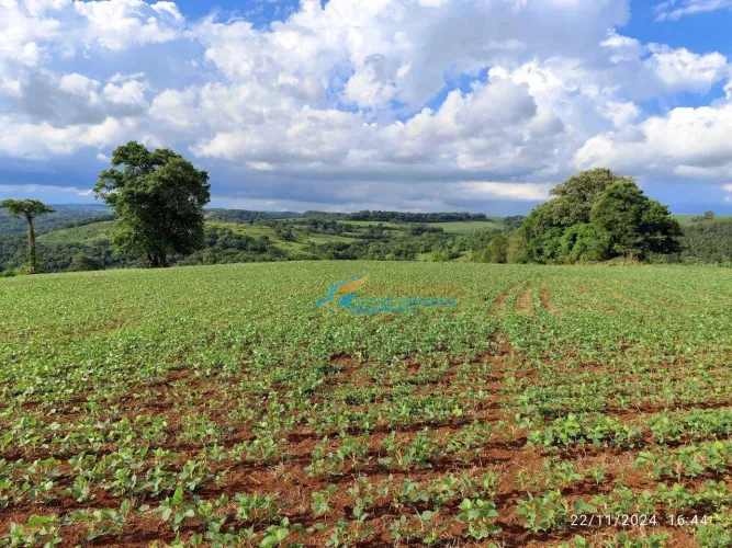 Sítio à venda, 219000 m² por R$ 1.050.000,00 - Linha Santana - Catanduvas/PR