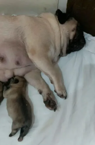 Pug abraço última feminha
