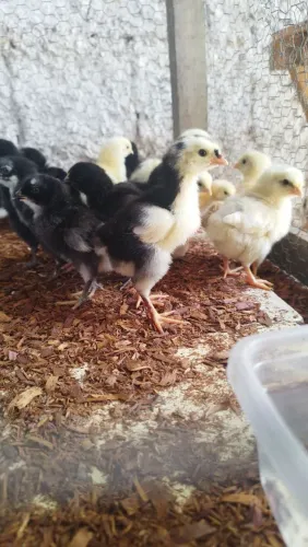 vendo pintos ( gsb, gigante negro e capoeira de topete)