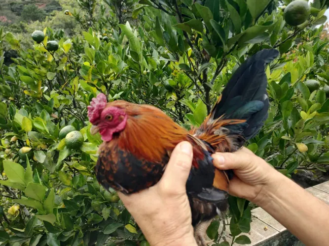 Galinho garnize 
