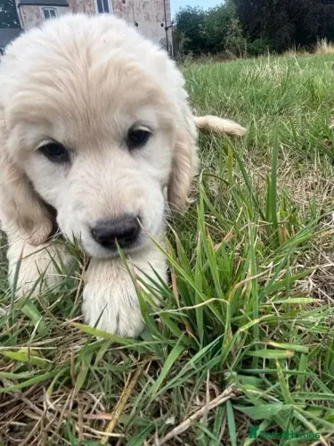 Cachorro filhote carinhoso e saudável Golden Retriever
