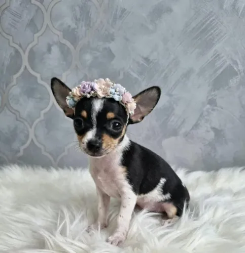 Pinscher Fêmea Cheia de Charme