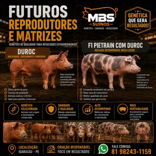 Futuros Reprodutores e Matrizes Duroc e F1 Pietrain x Duroc