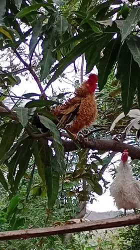 Garnizes Nagasaki puros e mestiços de Todo geito. vende se ovos galados também
