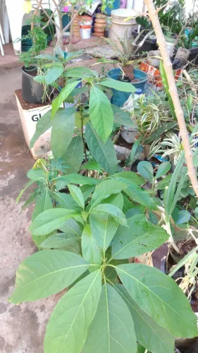 Plantas frutiferas