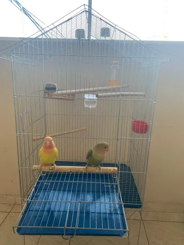 Pets