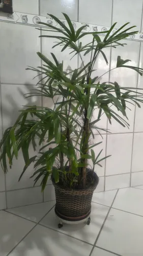 Plantas para ornamentação em qualquer lugar