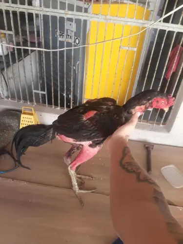 Galo caboclo escuro