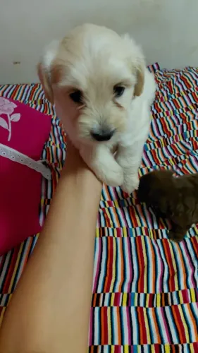Filhote de poodle