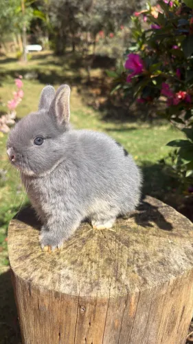 Coelho Netherland Dwarf fêmea MARAVILHOSA