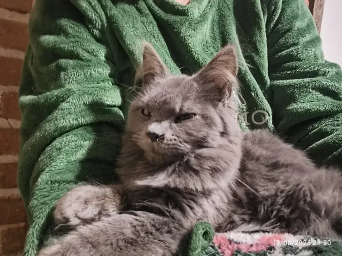 Gato Maine coon