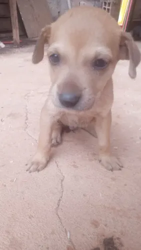 Animais de estimação