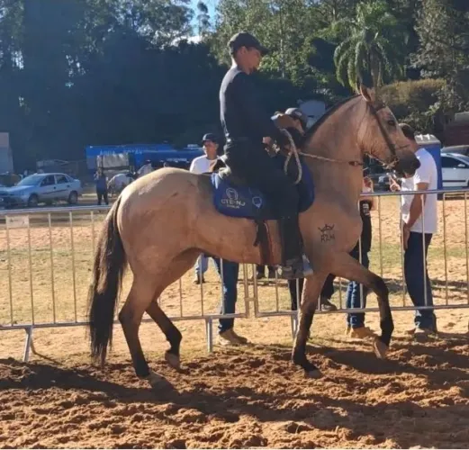 Egua de pista e cavalgada