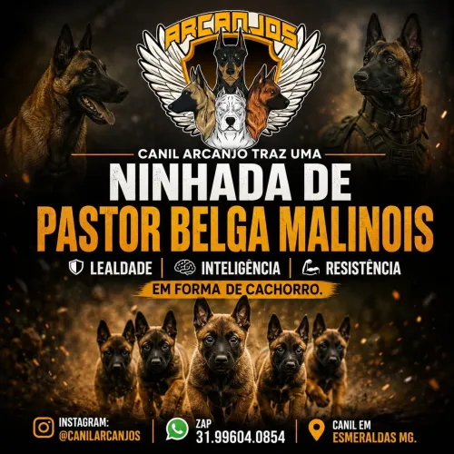 Pastor Belga Malinois Pedigree