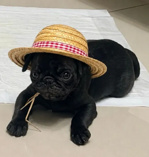 FILHOTE DE PUG BLACK - LINDO E SAUDÁVEL
