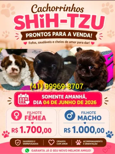Filhote Shih-tzu Fêmea 