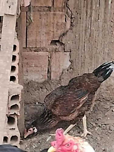 Vendo galinha caipira e patinhos