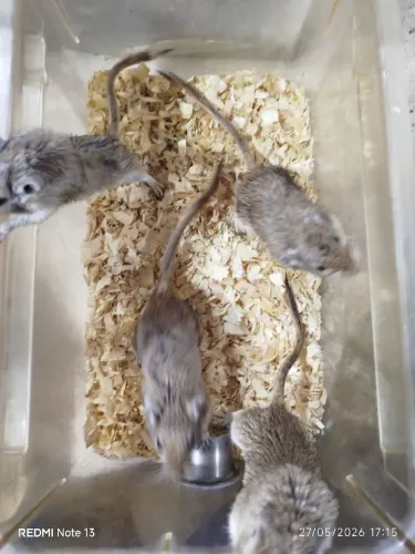 Gerbil 