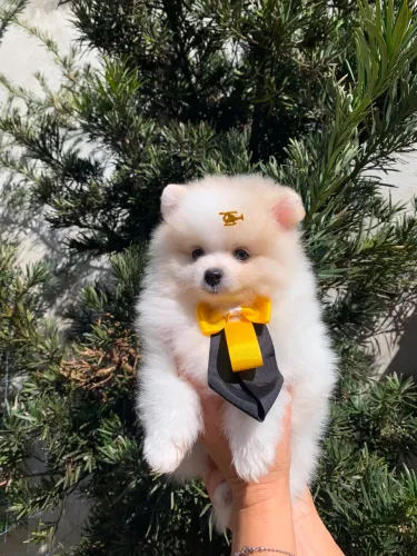 spitz alemão macho