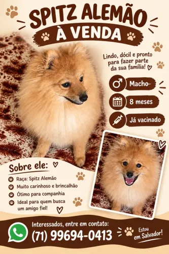 lulu spitz alemão