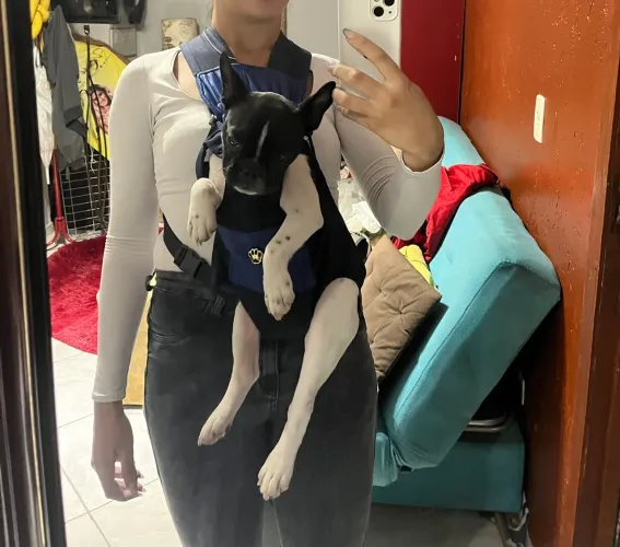 Canguru para pets